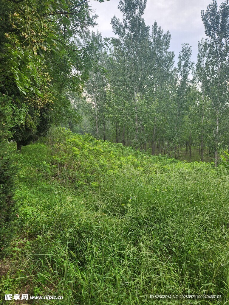 绿意盎然的野外植被景观