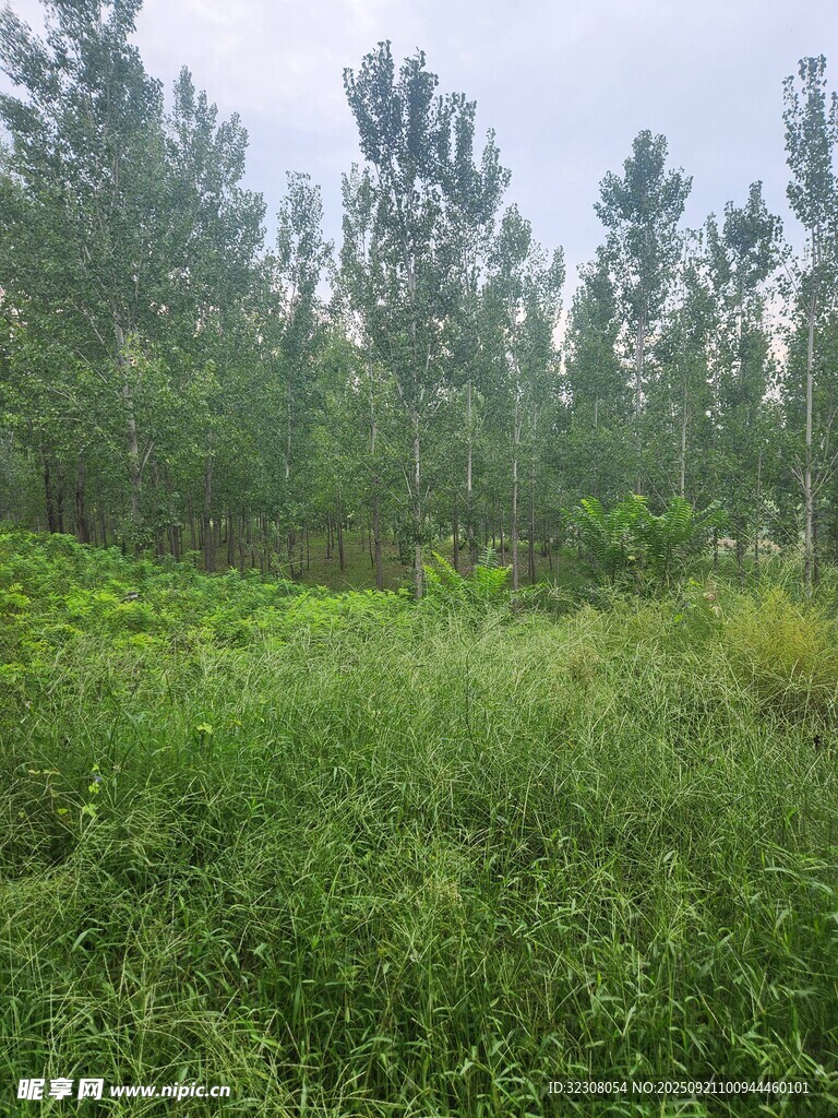 野外绿意盎然的树林草地