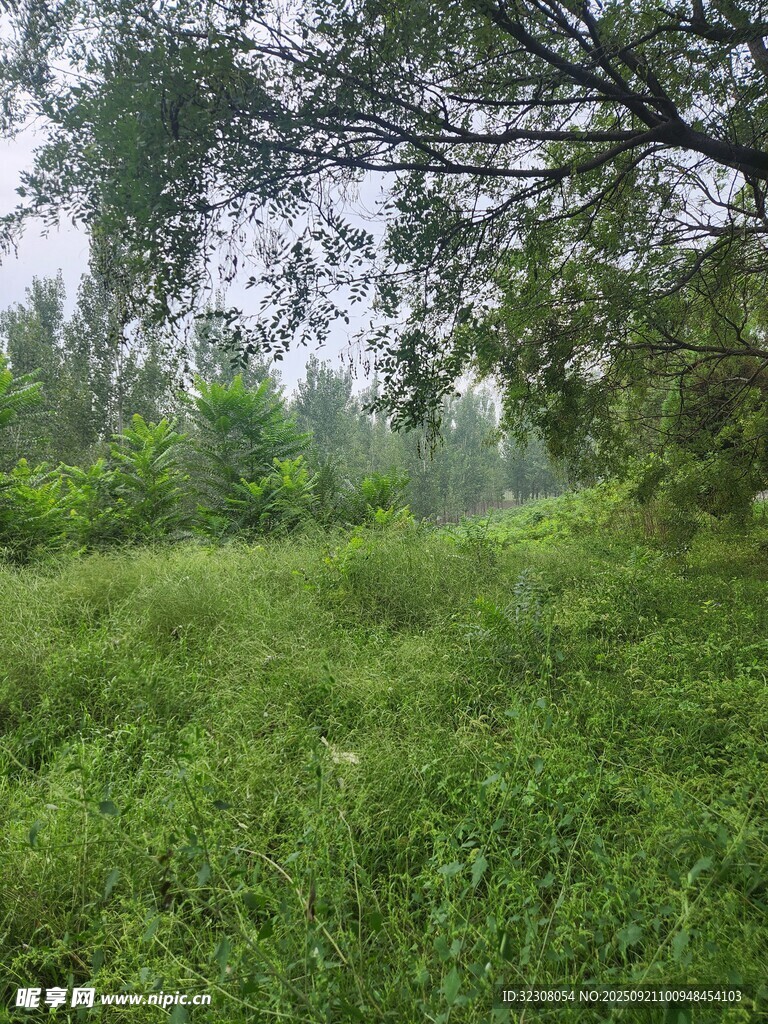 雨中葱郁草地与树木