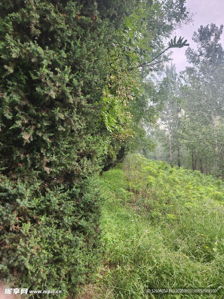 绿意盎然的林间小道