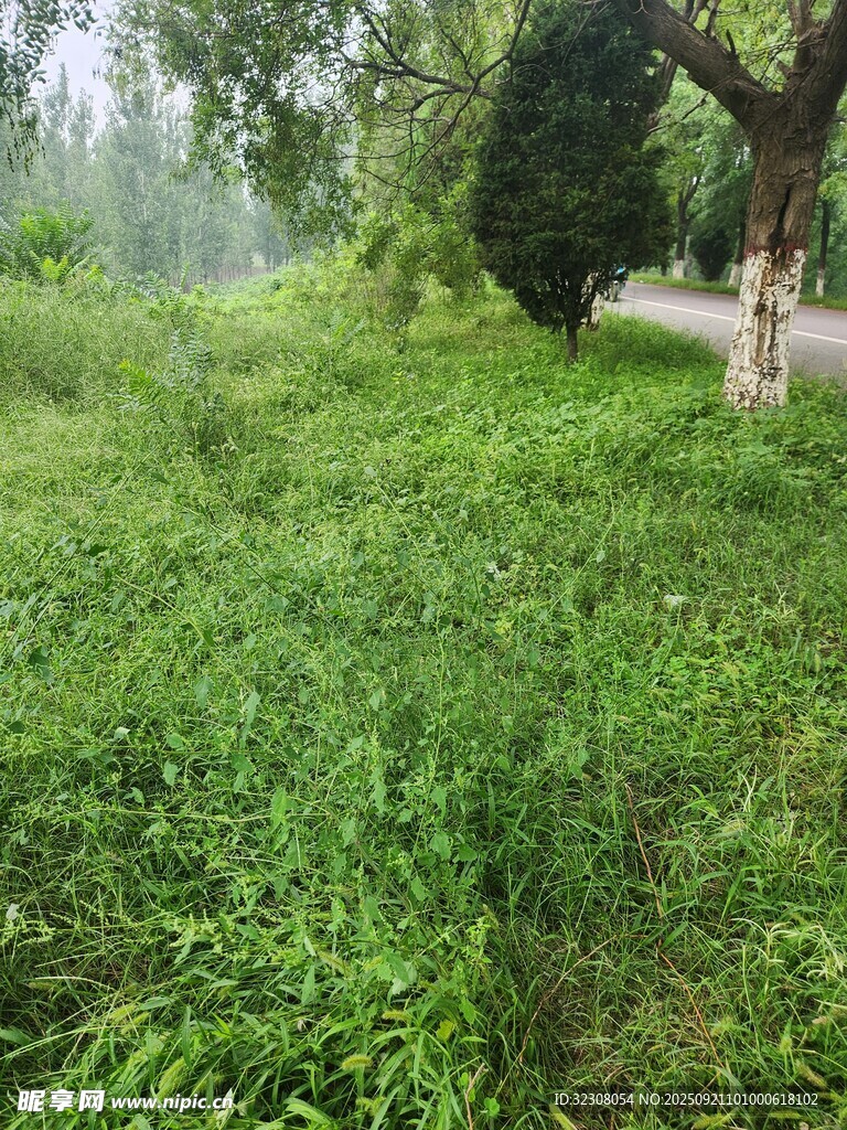 绿意盎然的路边草地