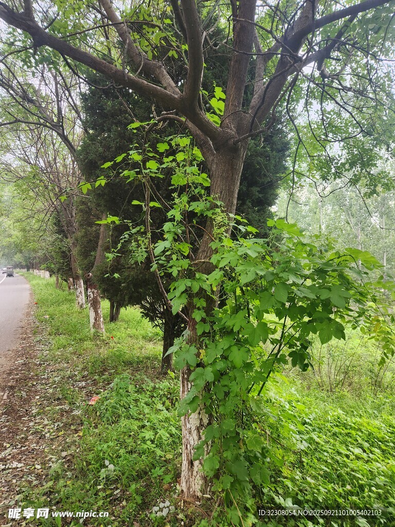 林间小道旁的葱郁树木