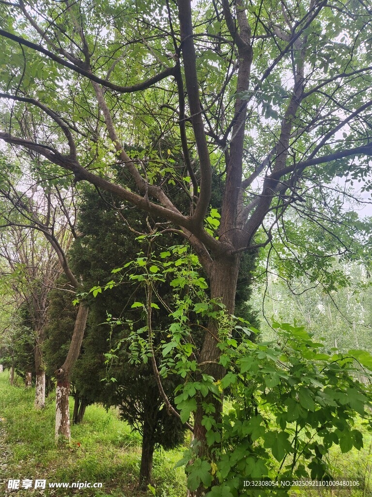 林间繁茂树木与绿植景象