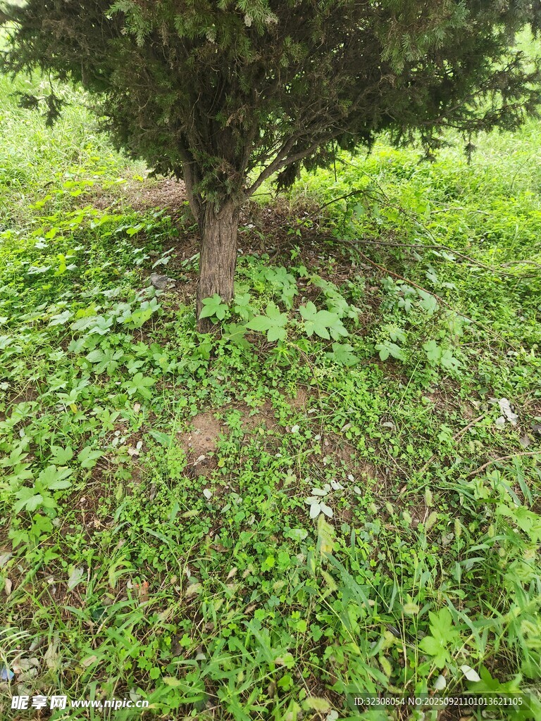 树下繁茂绿植景观