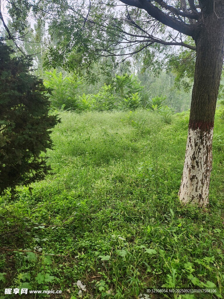 绿意盎然的林间草地