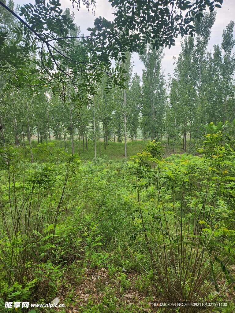 绿意盎然的野外树林景观