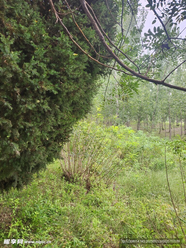 林间绿意盎然的自然景致