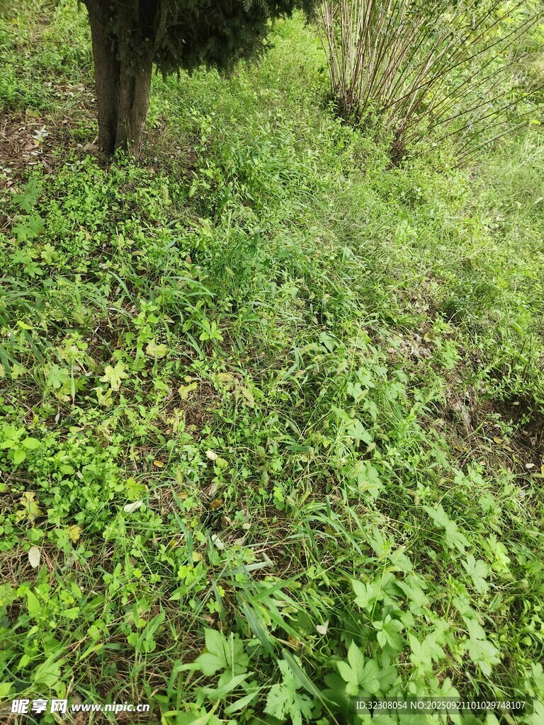 树下繁茂绿植景象
