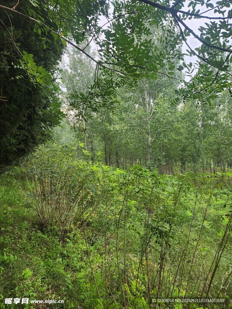 林间绿意盎然的自然景致