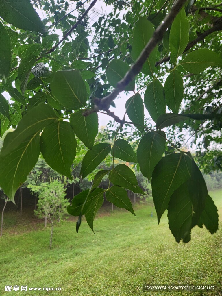 绿叶繁茂的树枝下的草地