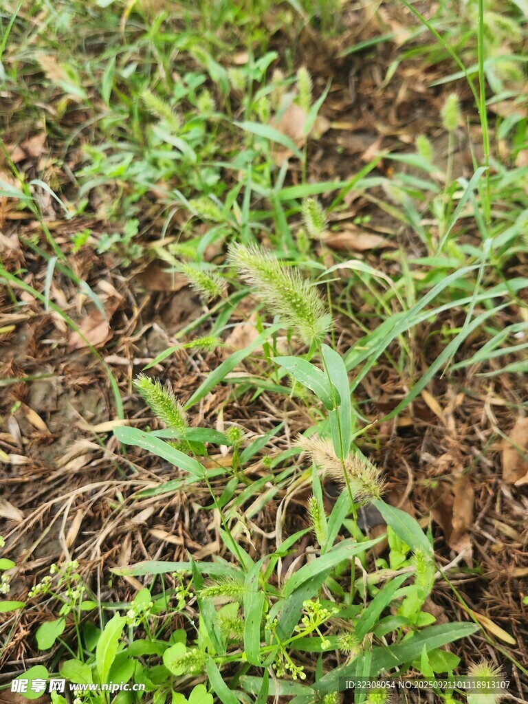 地面上的绿色植物与枯叶
