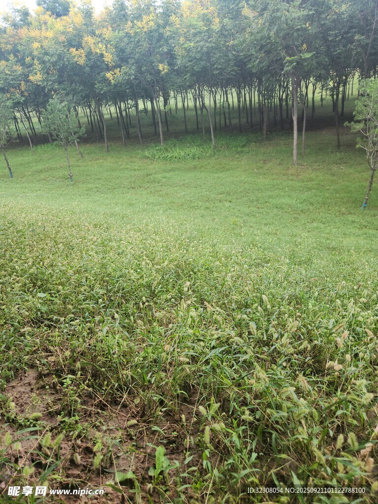 绿意盎然的户外草地场景