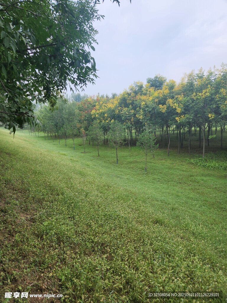 绿意盎然的草地与树木景观