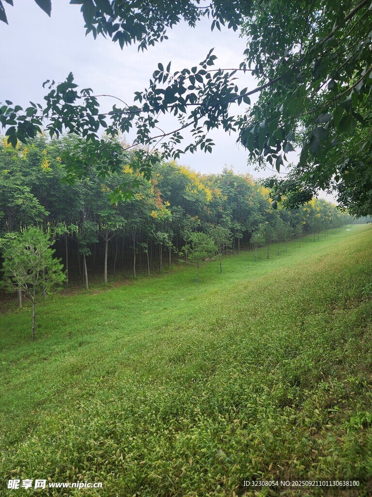 绿意盎然的林间草地