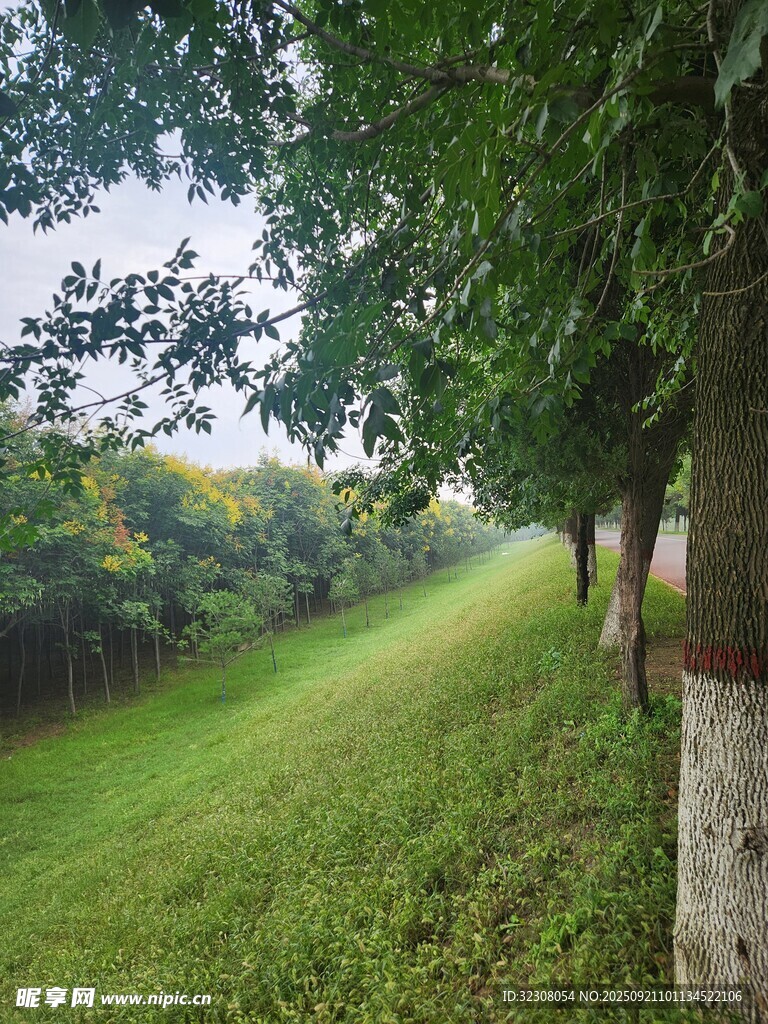 林间绿草地