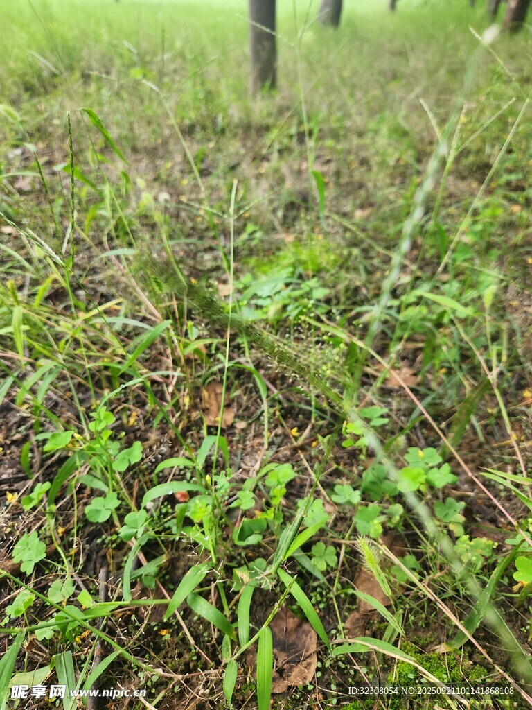 草地绿意盎然的自然景象