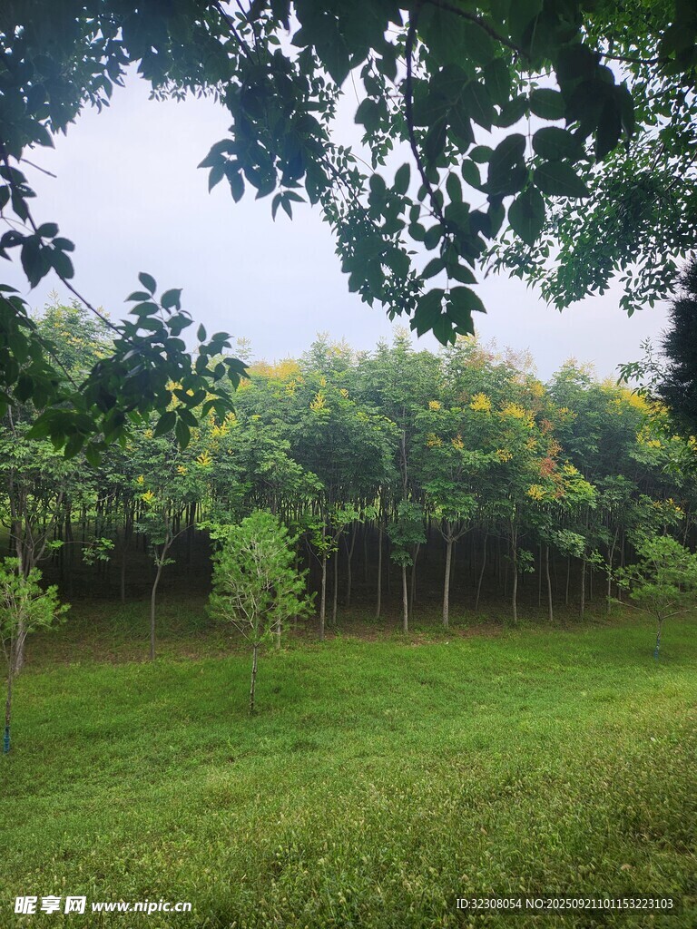 绿意盎然的户外草地风景
