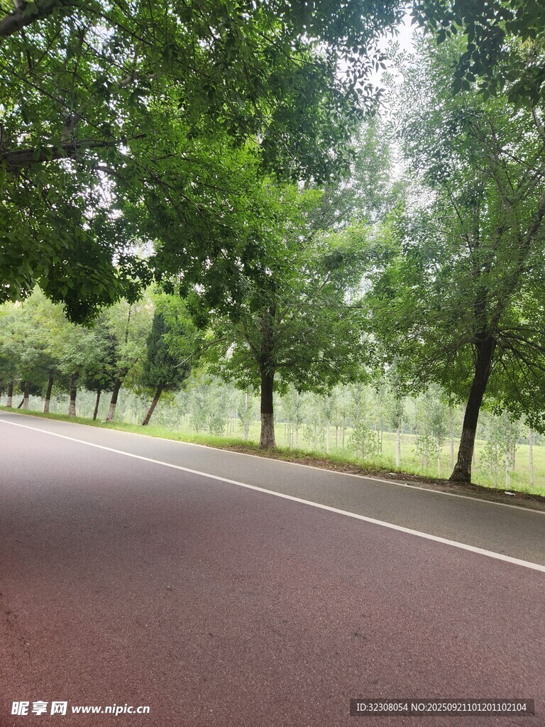 林间柏油路 