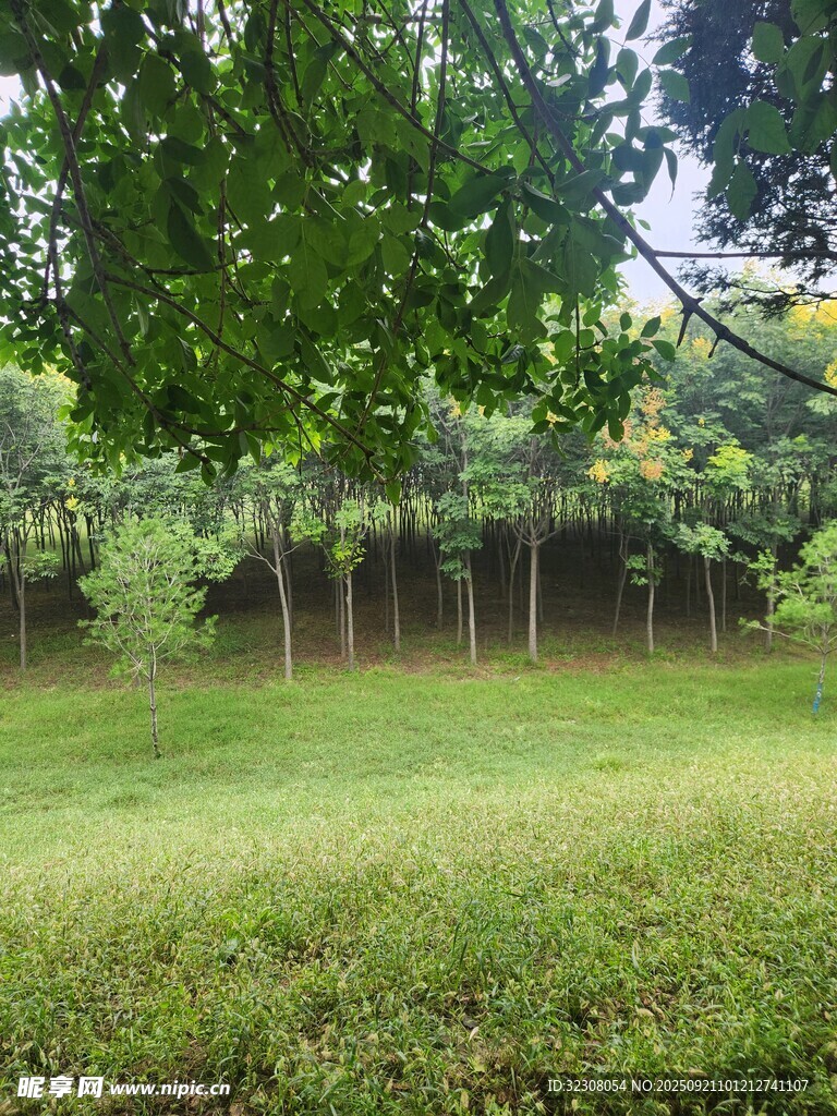 绿意盎然的户外草地场景