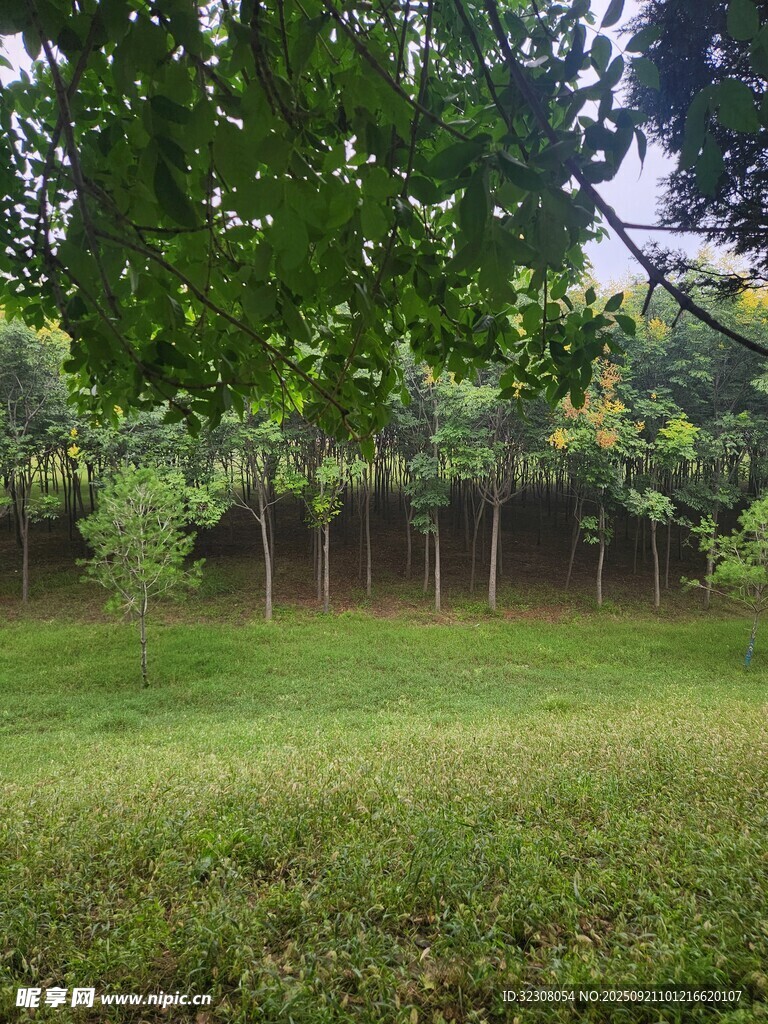 绿意盎然的户外草地场景
