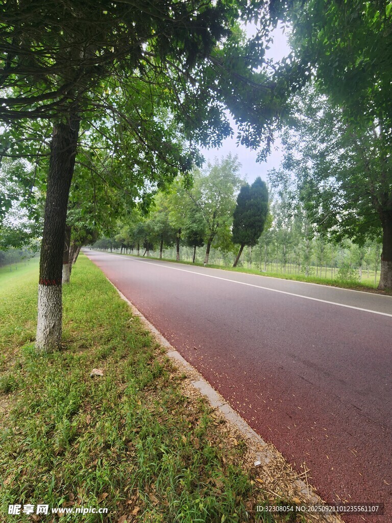 林荫下的红色健身步道