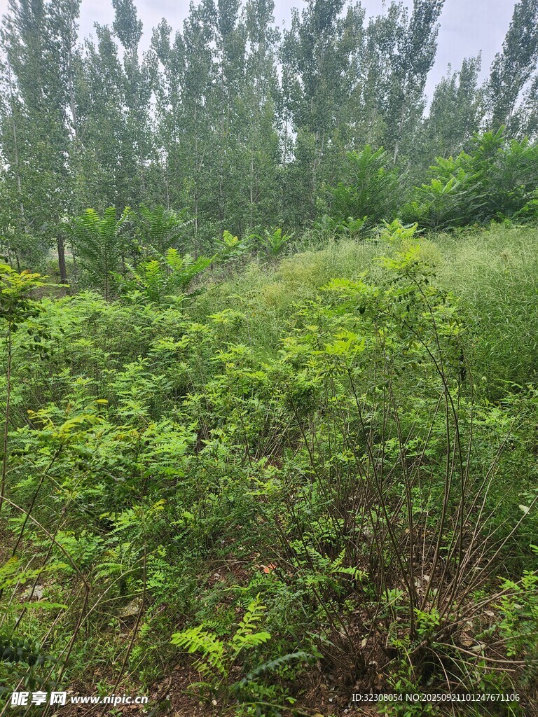 野外繁茂绿植景观