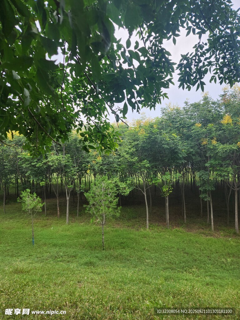 绿意盎然的林间草地
