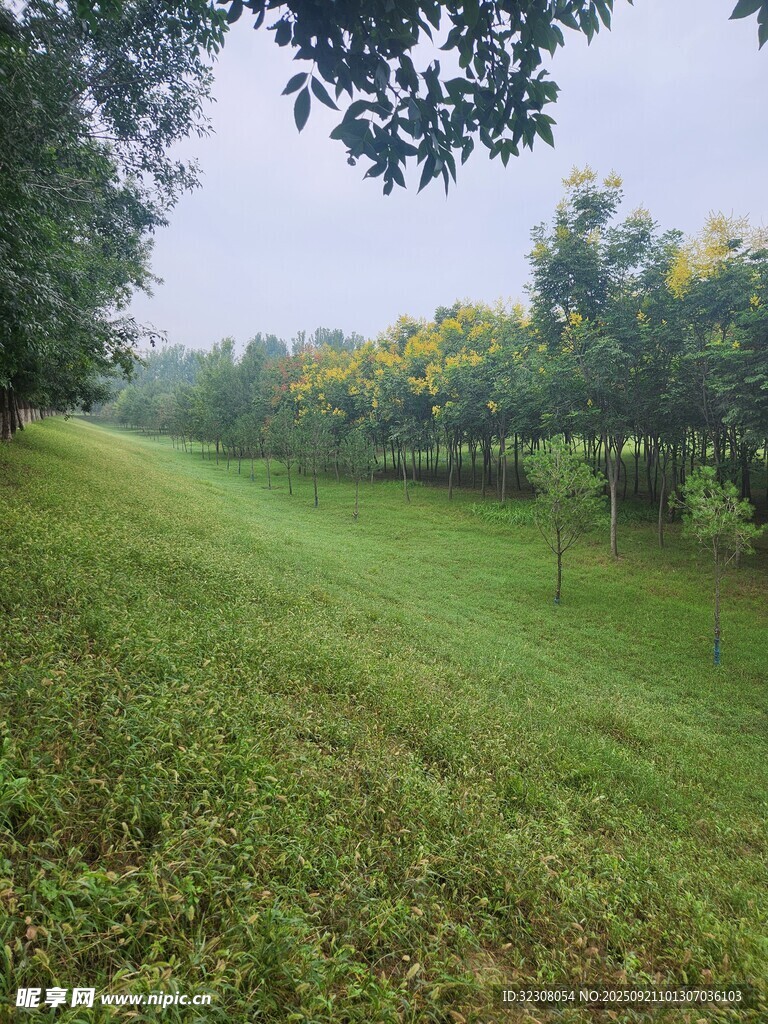 绿意盎然的林间草地