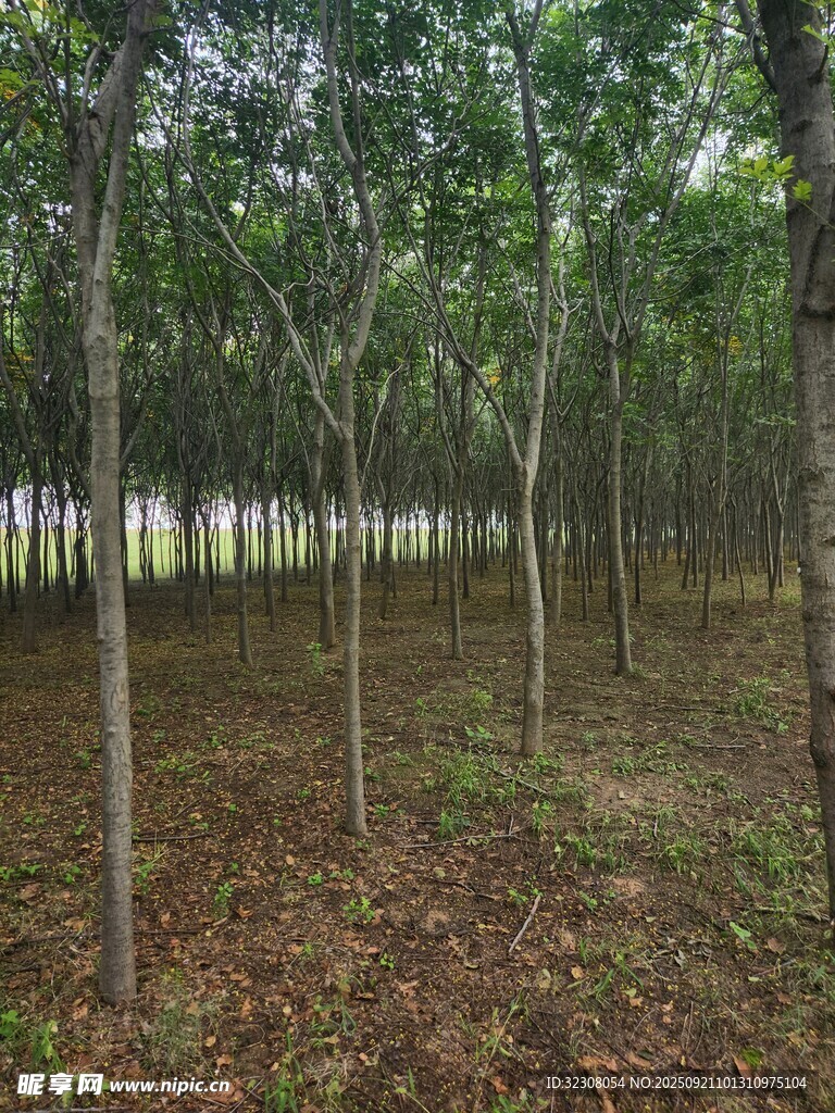林间静谧景色