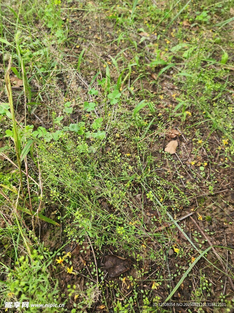 地面上的绿色植物与泥土