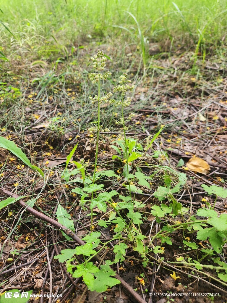 地面生长的嫩绿植物