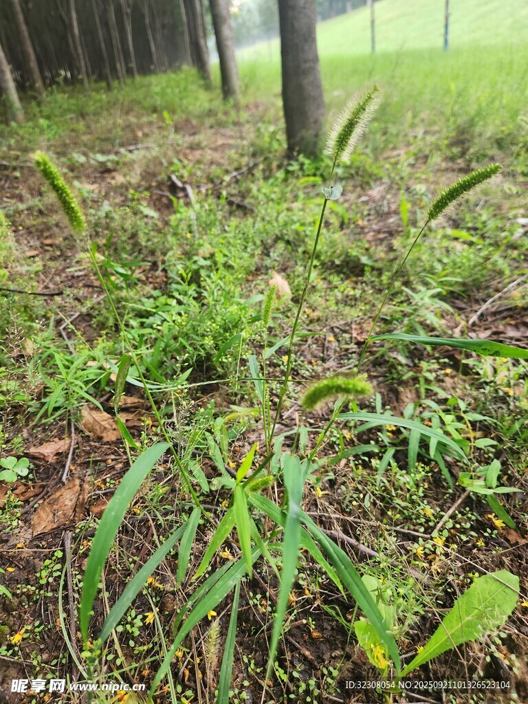 林间茂盛的野生植物