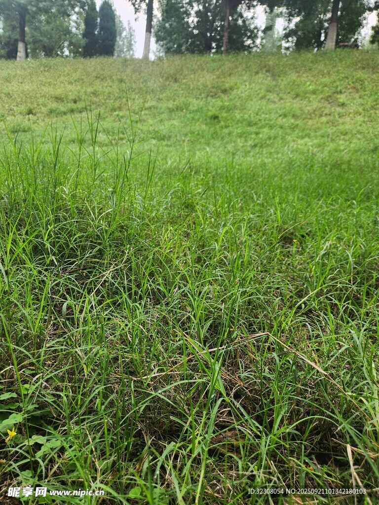 翠绿草地与远处喷泉景观