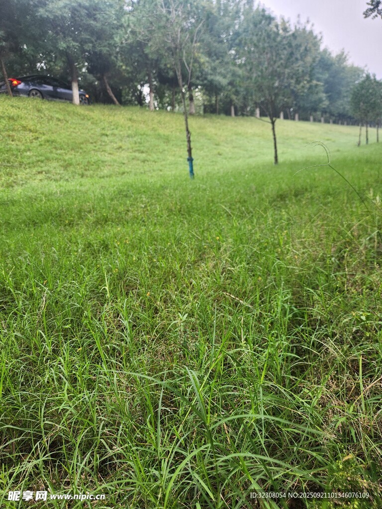 绿意盎然的草地与树木