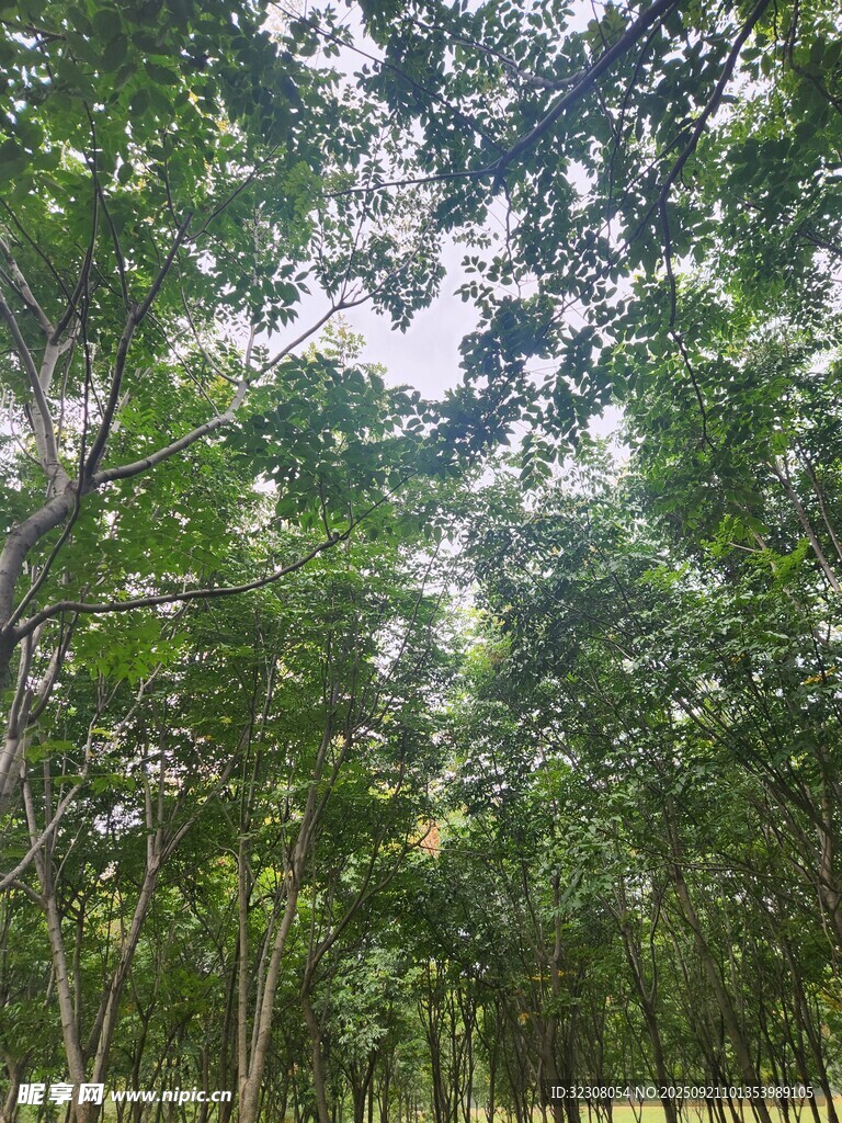 茂密树林绿意盎然