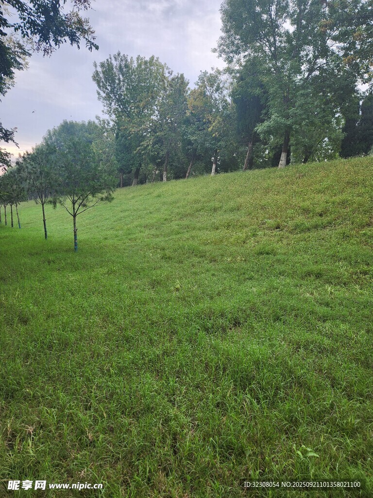 绿意盎然的乡村草地风景