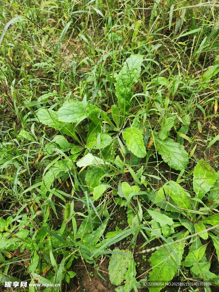 田野中的嫩绿植物
