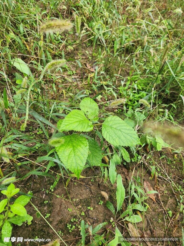 草地上的嫩绿植物