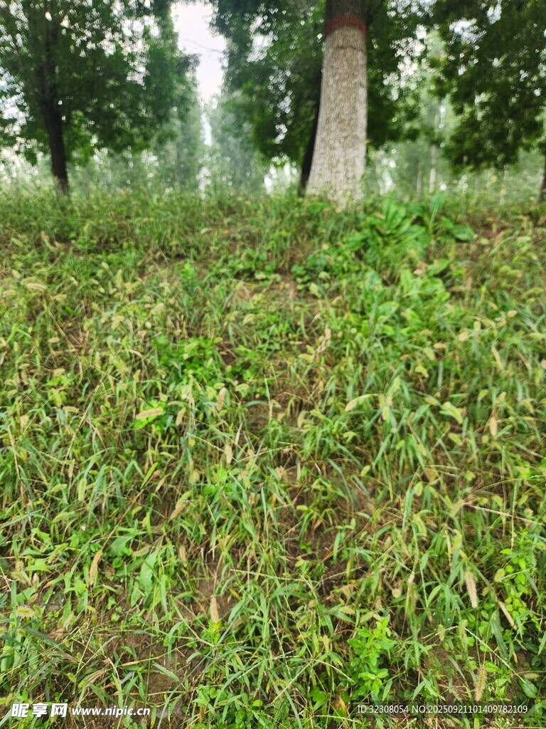 野外草地与树木景观