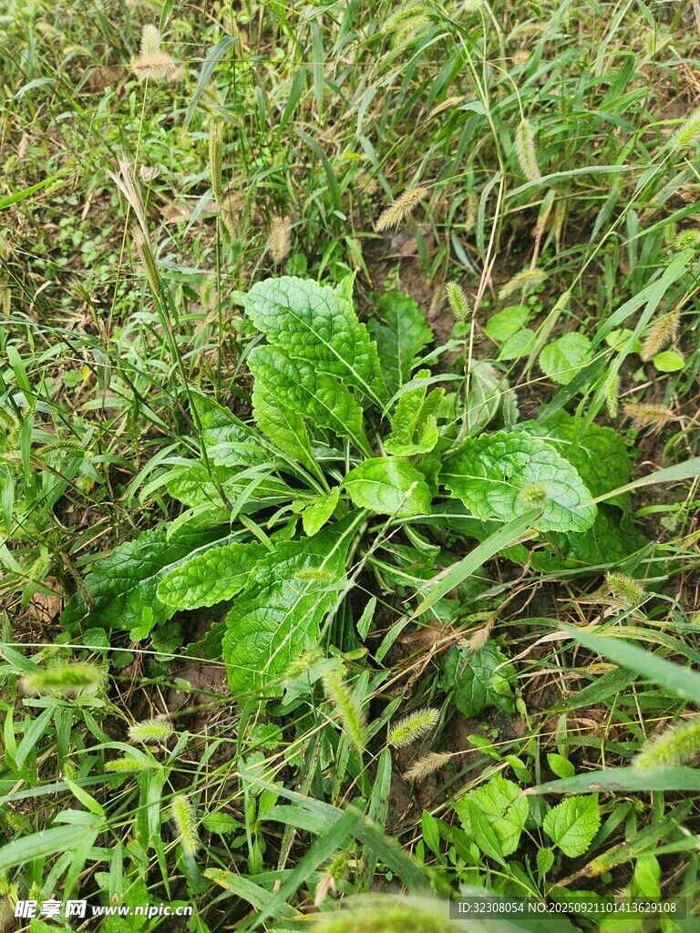 草丛中的嫩绿植物
