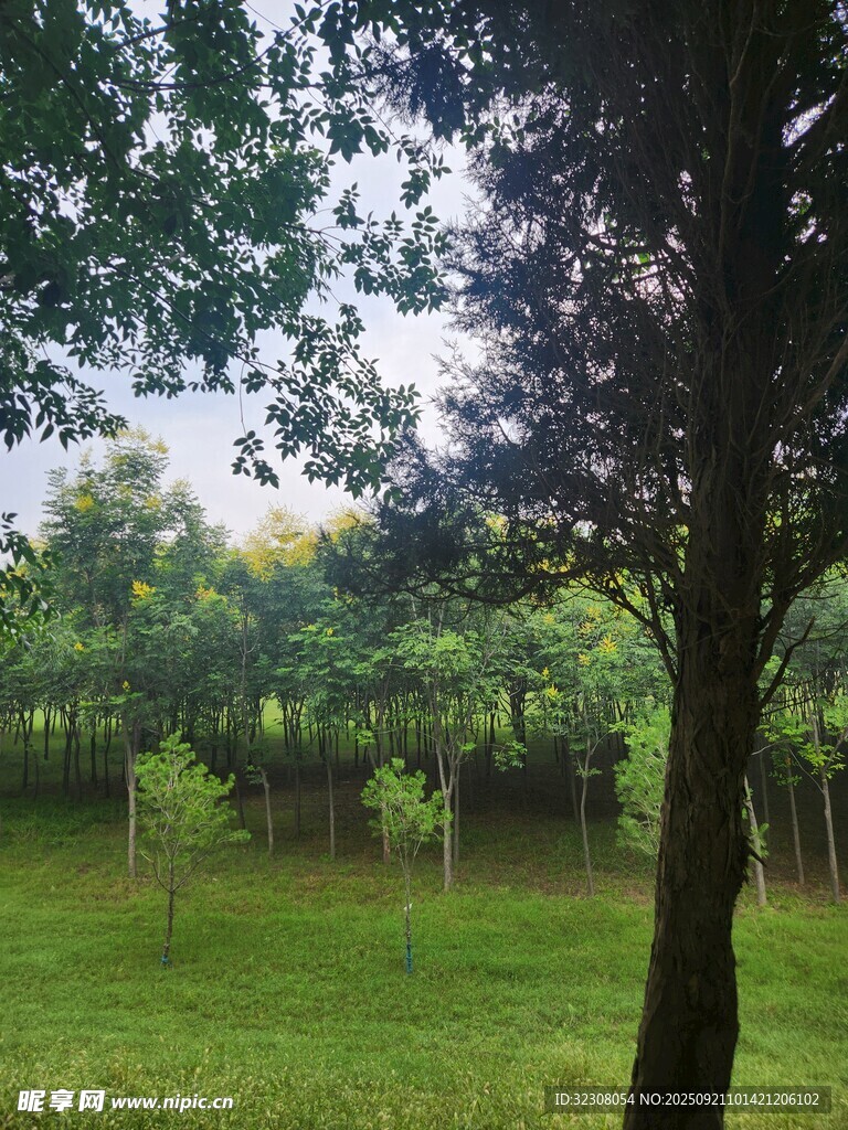 绿意盎然的户外树林风景