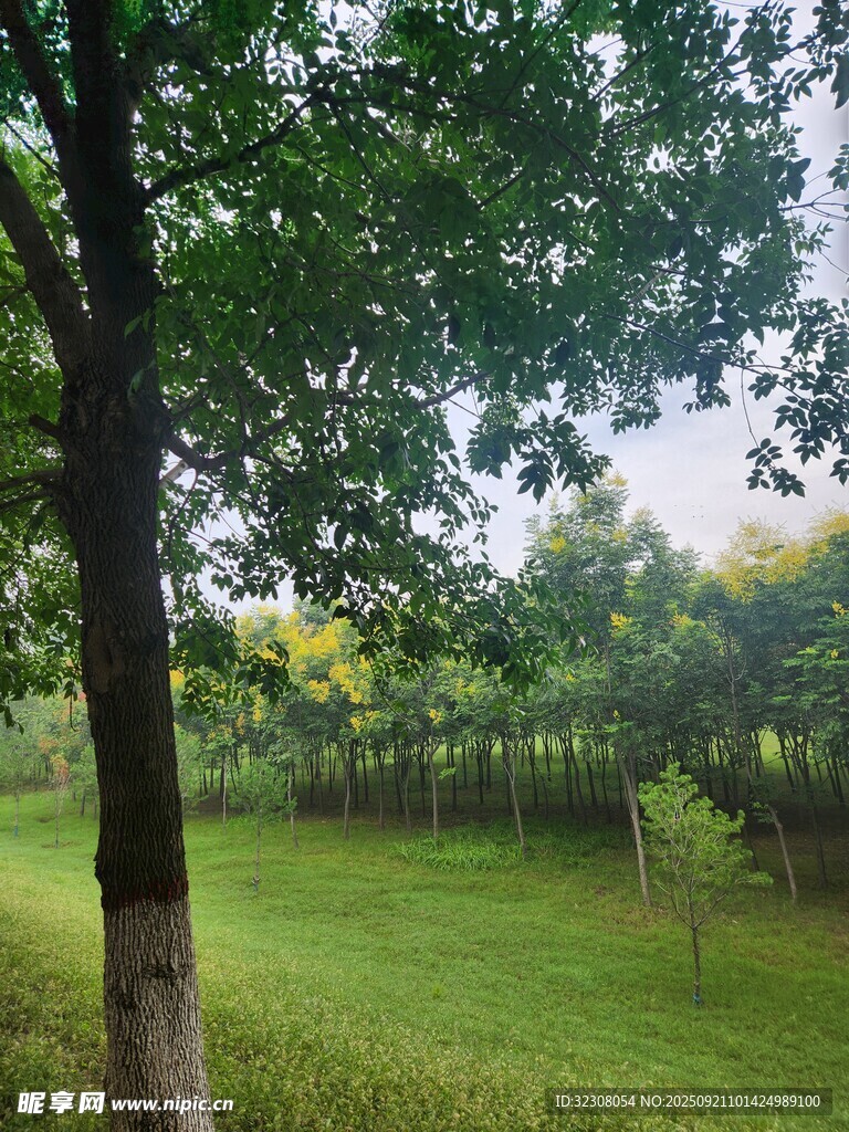 绿意盎然的林间草地