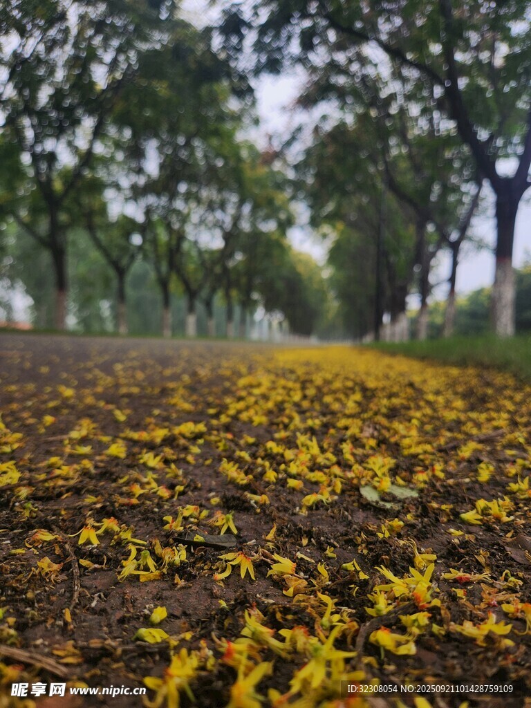 秋日林间落叶铺就的美景