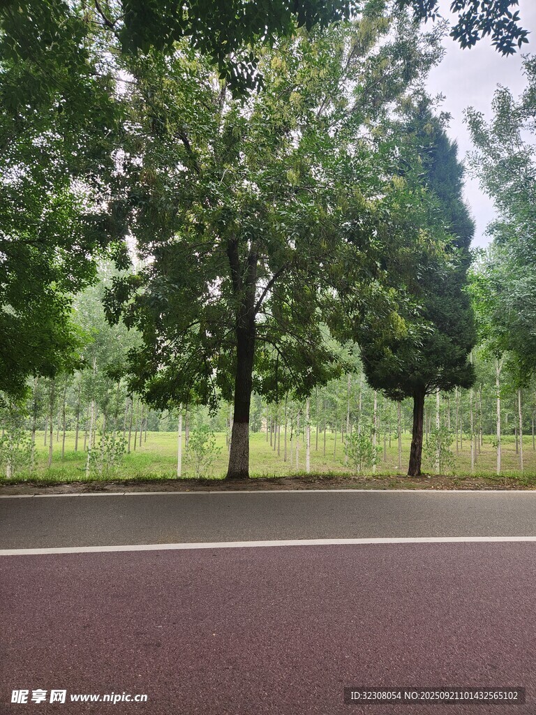 林荫下的静谧柏油道路