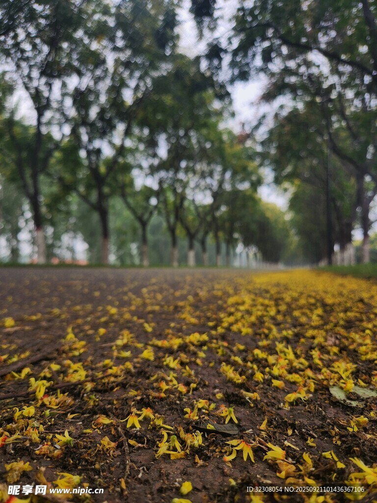 秋日落叶铺就林间美景