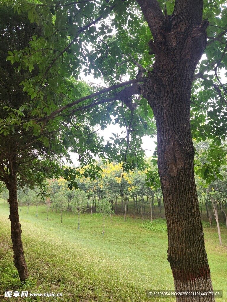 林间草地风景