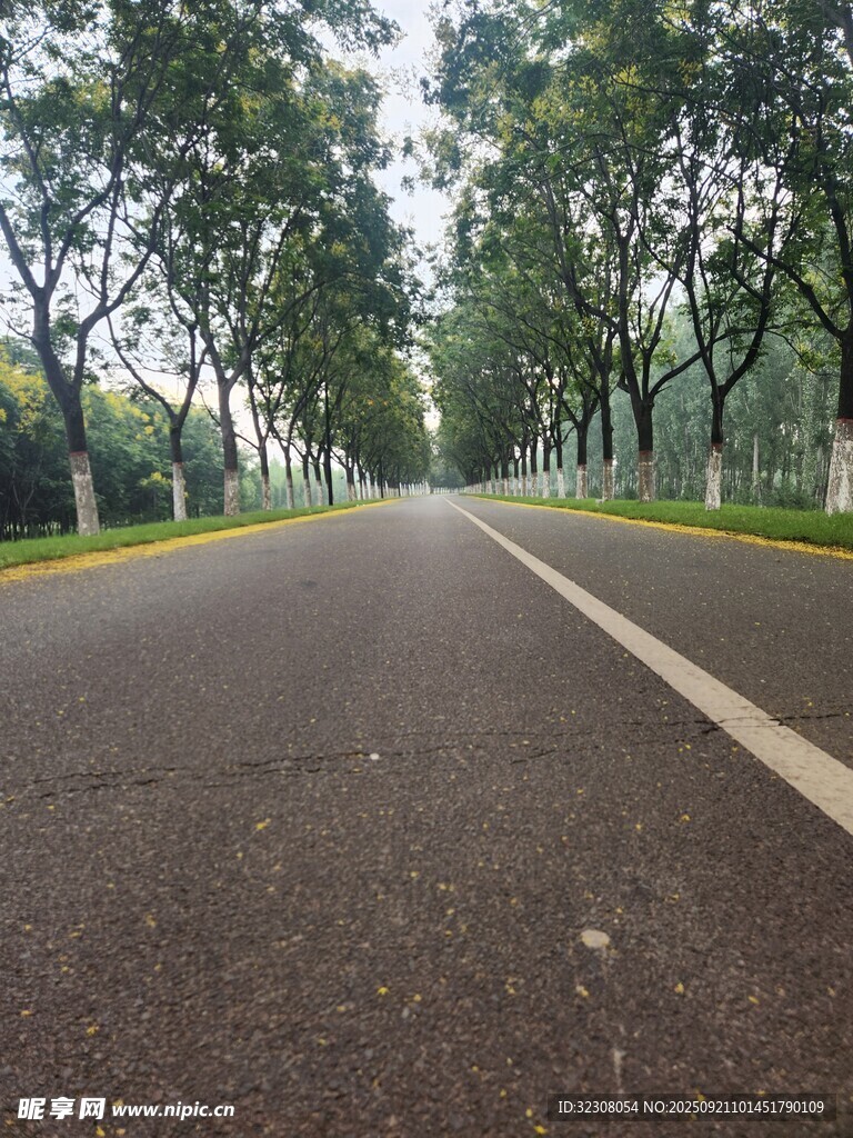 林荫下的宽阔柏油道路