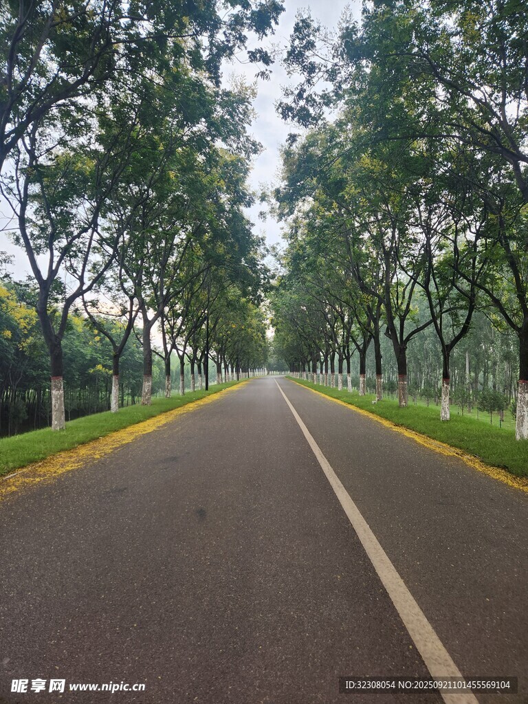 林荫大道的静谧之路