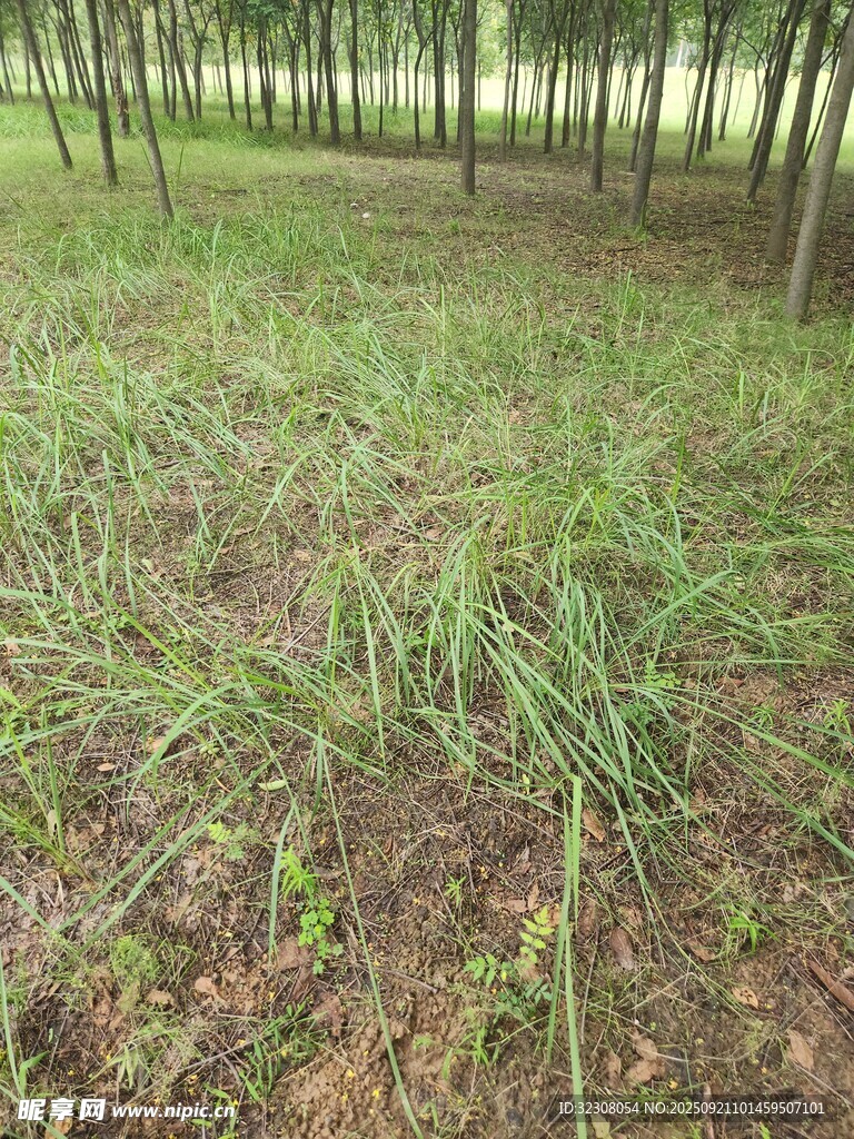 林间草地景象