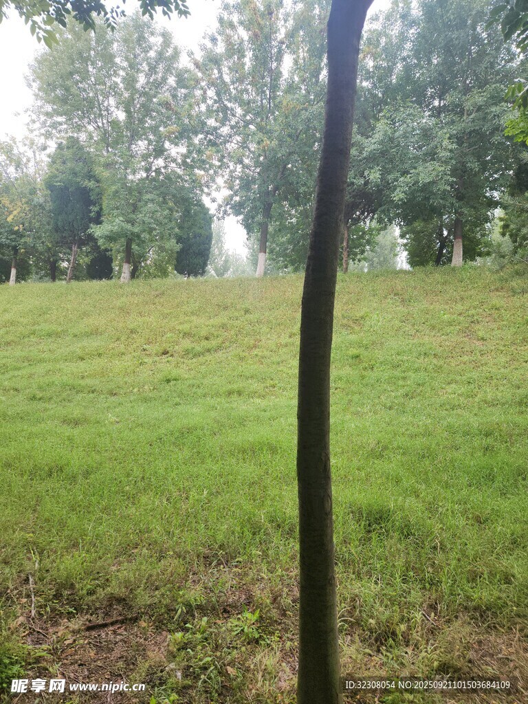 绿意盎然的草地与树木